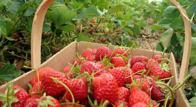 Baguio strawberry farm